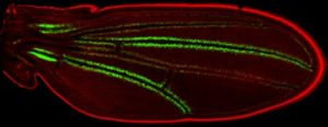 A fruit fly wing, enhanced with red and green fluorescence to study genes involved in development