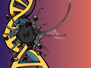 BaP, a wrecker of DNA (illustration by Christ-claude Mowandza-ndinga, UNC Health Care)