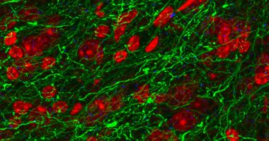 Microscopy image showing inhibitory fibers from the BNST that innervate the VTA. Stimulation of these fibers (green) produce rewarding and anti-anxiety phenotypes in mice.