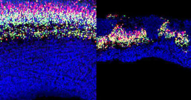 Brain Cell Organization