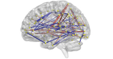 Brain Region Connections