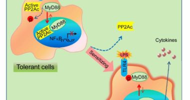 Image source: Chen Lab