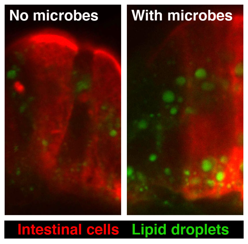 Confocal microscopy of intestinal epithelial cells (red) in zebrafish shows that the presence of microbes stimulates dietary fatty acid uptake and accumulation in epithelial lipid droplets (green). Image created by Ivana Semova