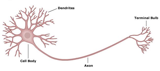 A basic illustration of a neuron.