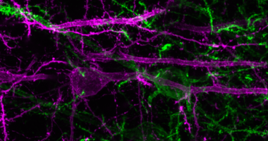 Green: NAc-projecting prefrontal cortex neurons become active during the presentation of a reward-predictive cue