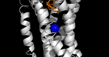 A digital version of the high resolution crystal structure of the delta opioid receptor with the sodium ion at the center in blue.