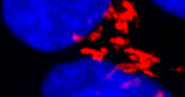 Image depicting active Bax (red) located at Golgi of human embryonic stem cells. Nuclei are stained in blue. Credit: Deshmukh Lab