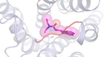 Center: a molecule of LSD bound to a larger serotonin receptor. The lid" that keeps LSD bound so long is the orange bar running through the center."
