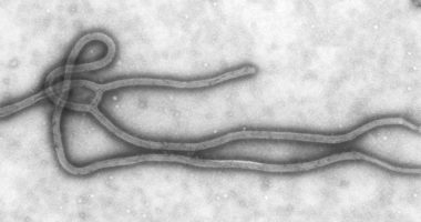 ebola virus (courtesy of the CDC)