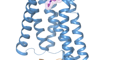 llustration of active state kappa opioid receptor bound to a morphine derivative