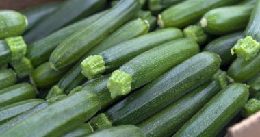 Green zucchini squash