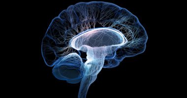 Human brain illustrated with interconnected small nerves - 3d render