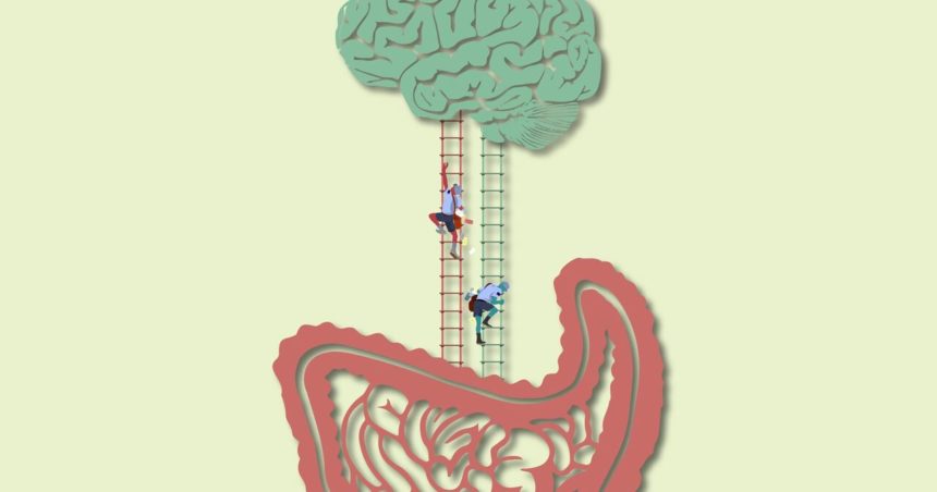 ladder going between brain and stomach