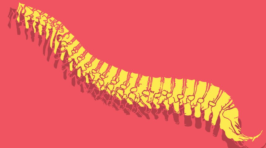 graphic image of a spine