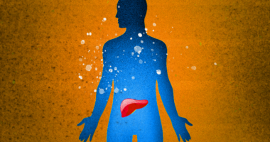 outline of body with liver highlighted