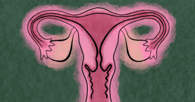 graphic rendering of ovaries