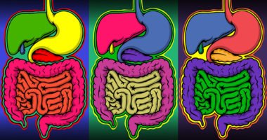 Illustration of three colorful digestive organs, including stomach, liver and intestines.
