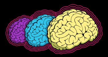 Illustration of three brains increasing in size.