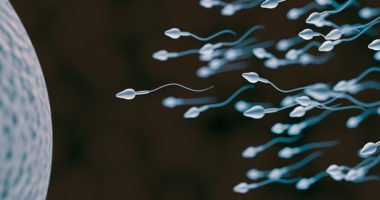 sperm swimming toward egg