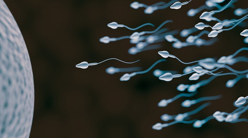 sperm swimming toward egg