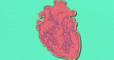 illustration of heart organic