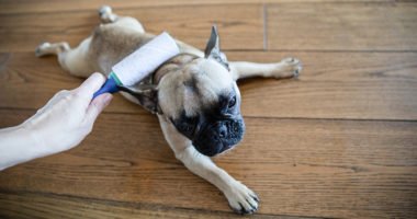 French bulldog shedding, owner dealing with excessive hairs by using lint remover