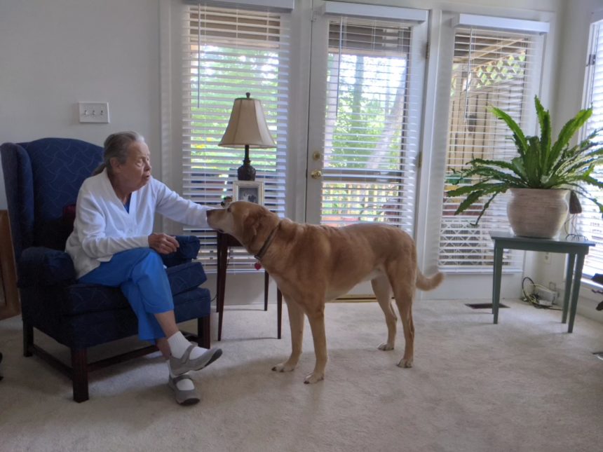 older woman pets large dog, sitting in her living room