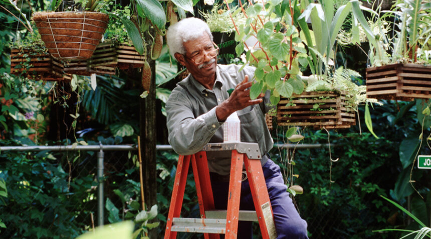 senior man sits on a ladder, trimming a vining plant in a greenhouse setting