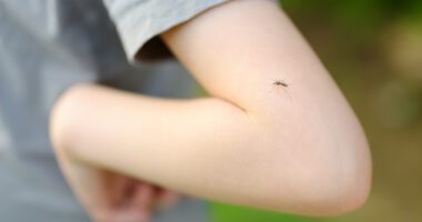 close-up view of a mosquito on a child's arm