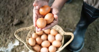 close-up view of a farmer placing fresh brown eggs into a wicker basket