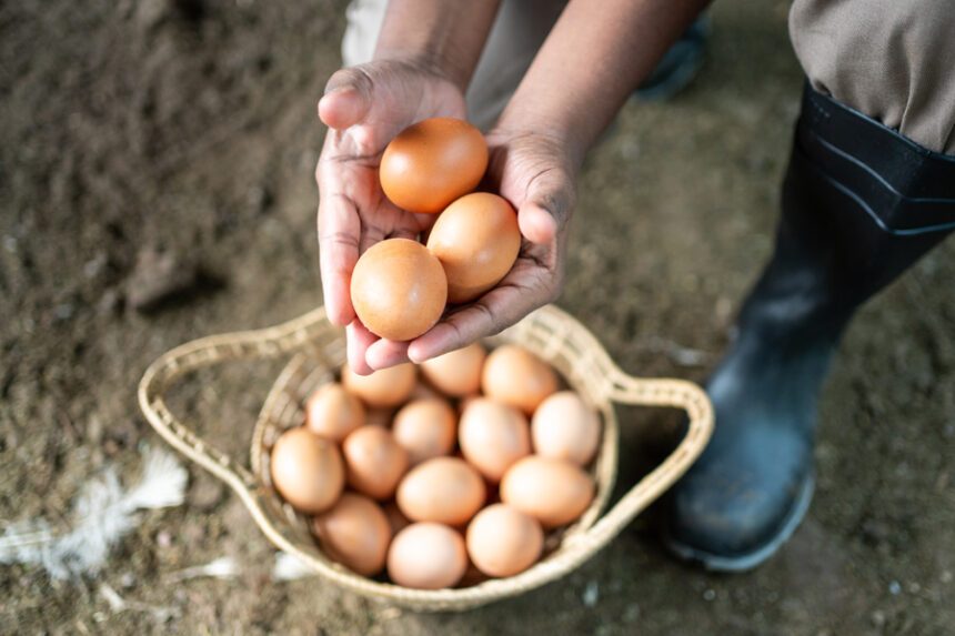 close-up view of a farmer placing fresh brown eggs into a wicker basket