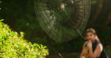 A perfectly woven spider web with a spider at its center stands out in the foreground, while a blurred person watches from the background in a natural setting.