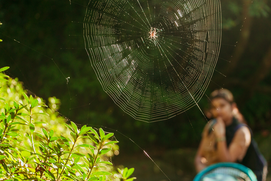 A perfectly woven spider web with a spider at its center stands out in the foreground, while a blurred person watches from the background in a natural setting.